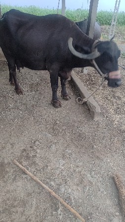 ભેંશ