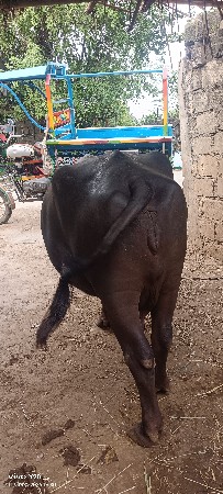 3 વેતર