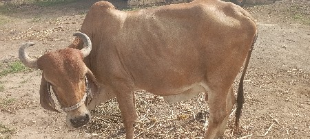 ગાય વેચવાની છે