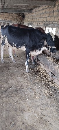 h f ગાય