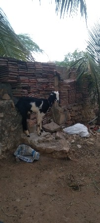 bakri bakro vechvana che