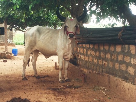 ગોઢલૌ વેસવા નો છે