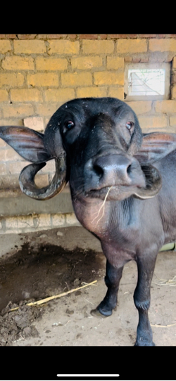 વેશવાની છે
ખડેલી🐃