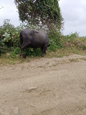 ભેંસ વેચવાની છે