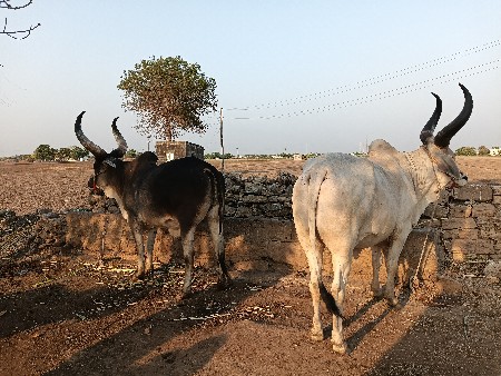 balad vesavana6