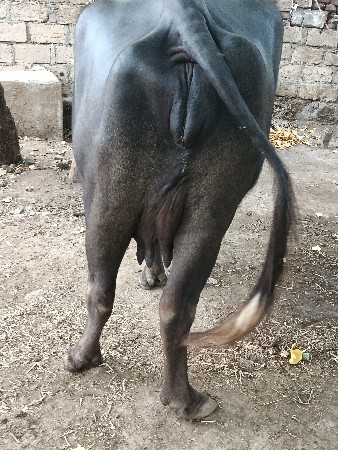 બીજું વેતર