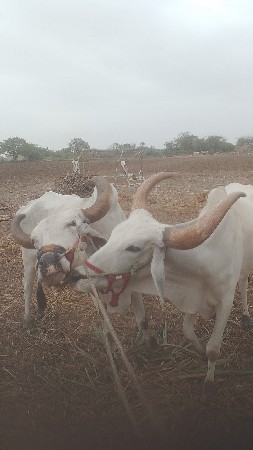ભરત વેચવાના છે સસ્તા દય દેવાના છે