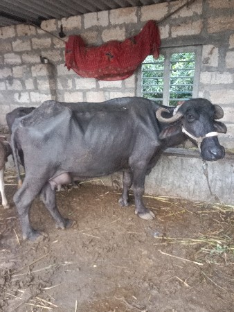 ભેંસ વેચવાની છે