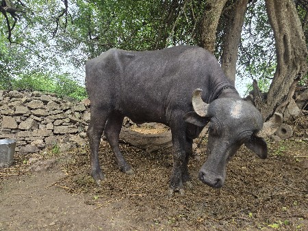 ખડેલી વેચવા ની છે