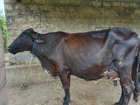 એસબ ગીર કોસીગ ગાયછે