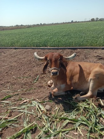 બલદ દેશિ 4થિ ધર