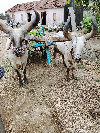 ત્રીજી ઘરના