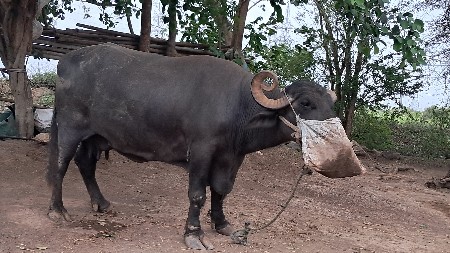 ભેંસ વેચવાની છે