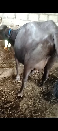 આ ખડાઈ વેચવાની છે સાટા માં ભેંસ