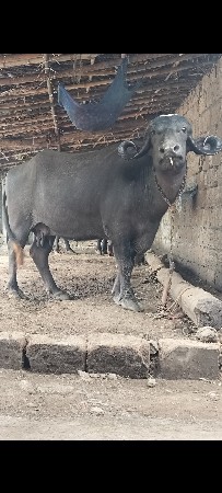 ભૈસ‌ વૈસવાની સે