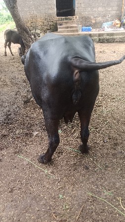 ભેંસ વેચવાની