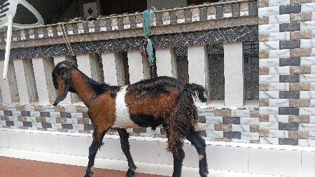 બે પતિરા બકરા દેવાના છે