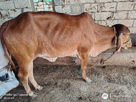 3 વર્ષ ની હોડકી વેસવા ની સે