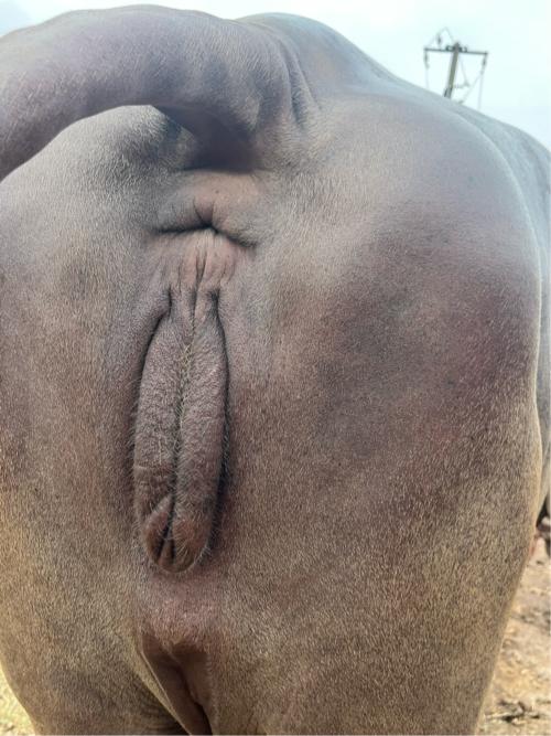 તીજું વેતર છે