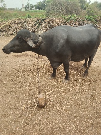 ભેંસ વેચવાની છે