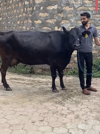 gay vechvani che  gir cross