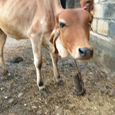 વાછડી દેવાની છે