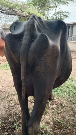 ભેંસ વેચવાની છે