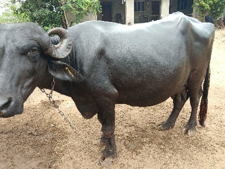 ભેંસ વેચવાની છે