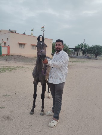 રોઝી વછેરી