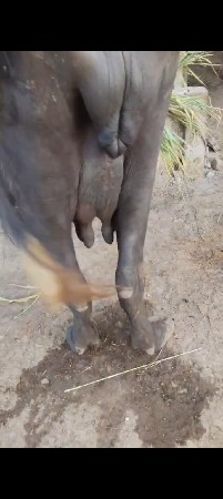 ભેંસ વેચવાની છે