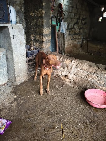 કૂતરો વેચવાનો છે