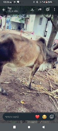 ગાયવેસવાનીછે