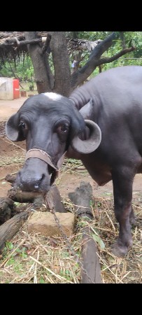 અનમોલ રતન ટોપલી