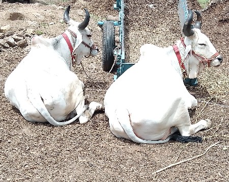 બળદ વેચવાના છે