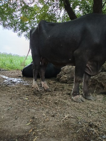ભેશ