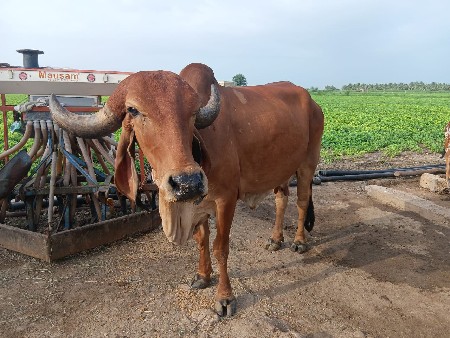 ગાય વેચવાની છે