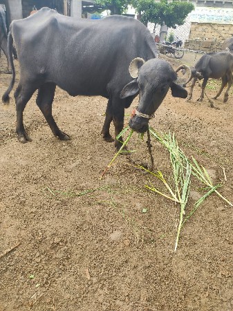 ખડેલી વેશવાની છે