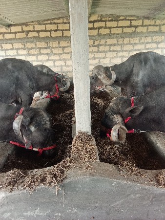 4 વેતર