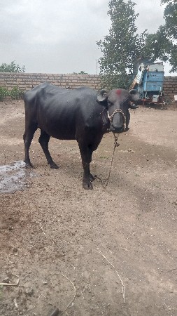 પેલું વેતર કરેલી વેચવાની છે