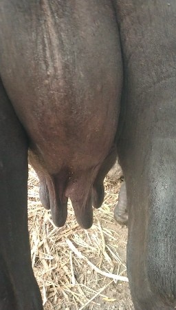 ભેંસ વેચવાની છે