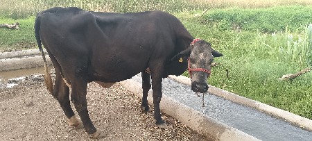 દુધ બે‌ લીડર એકટાણું