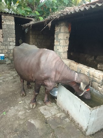 ભેંસ