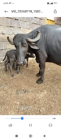 ભેંસ વેચવાની છે