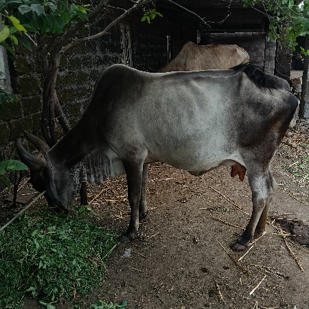 વેચવા ના છે.
