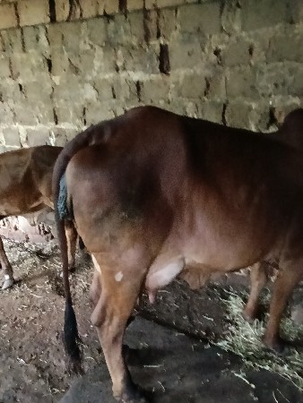 gay vechava ni chhe