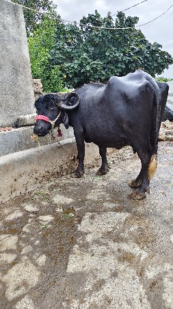 ભેંસ વેચવાની સે 15 20દીવસ કાચી