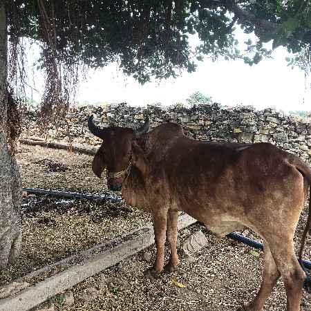 બીજી ધરના સે
