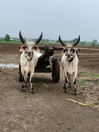 કચ્છી વઢીયારા વેચવાના છે