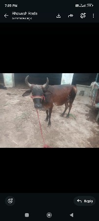 ગાય વેચવાની છે મફતમાં દેવાની છે