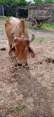 સેલીયુ ભેરવેસે